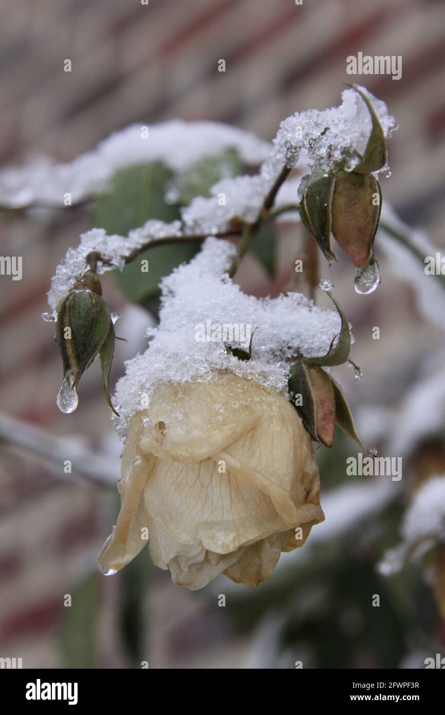 Dead rose garden hi-res stock photography and images - Alamy
