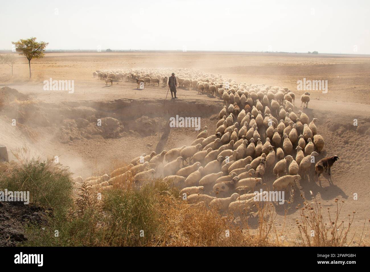 Flock Of Sheep And Shepherd in Konya Stock Photo