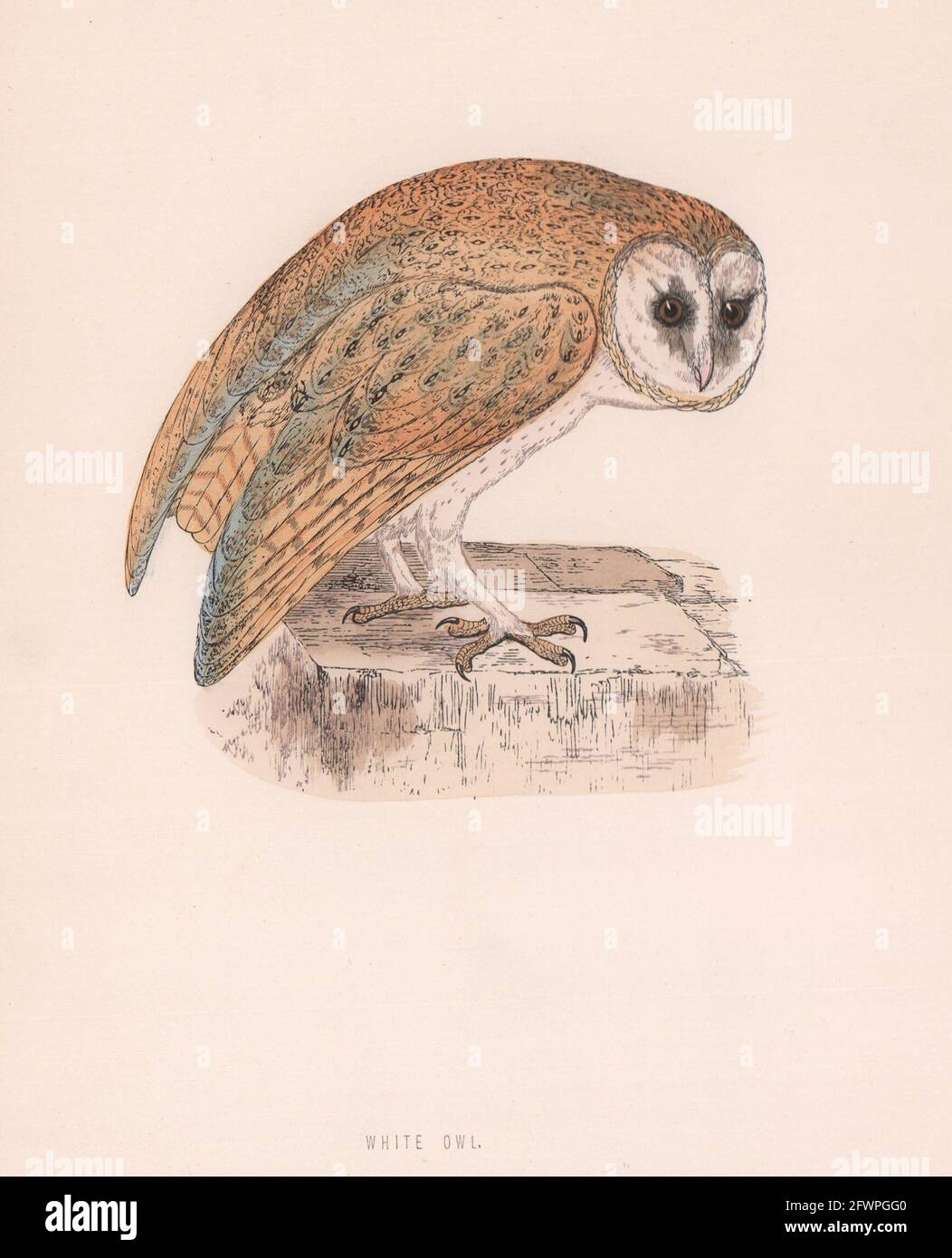 White Owl. Morris's British Birds. Antique colour print 1870 old Stock Photo