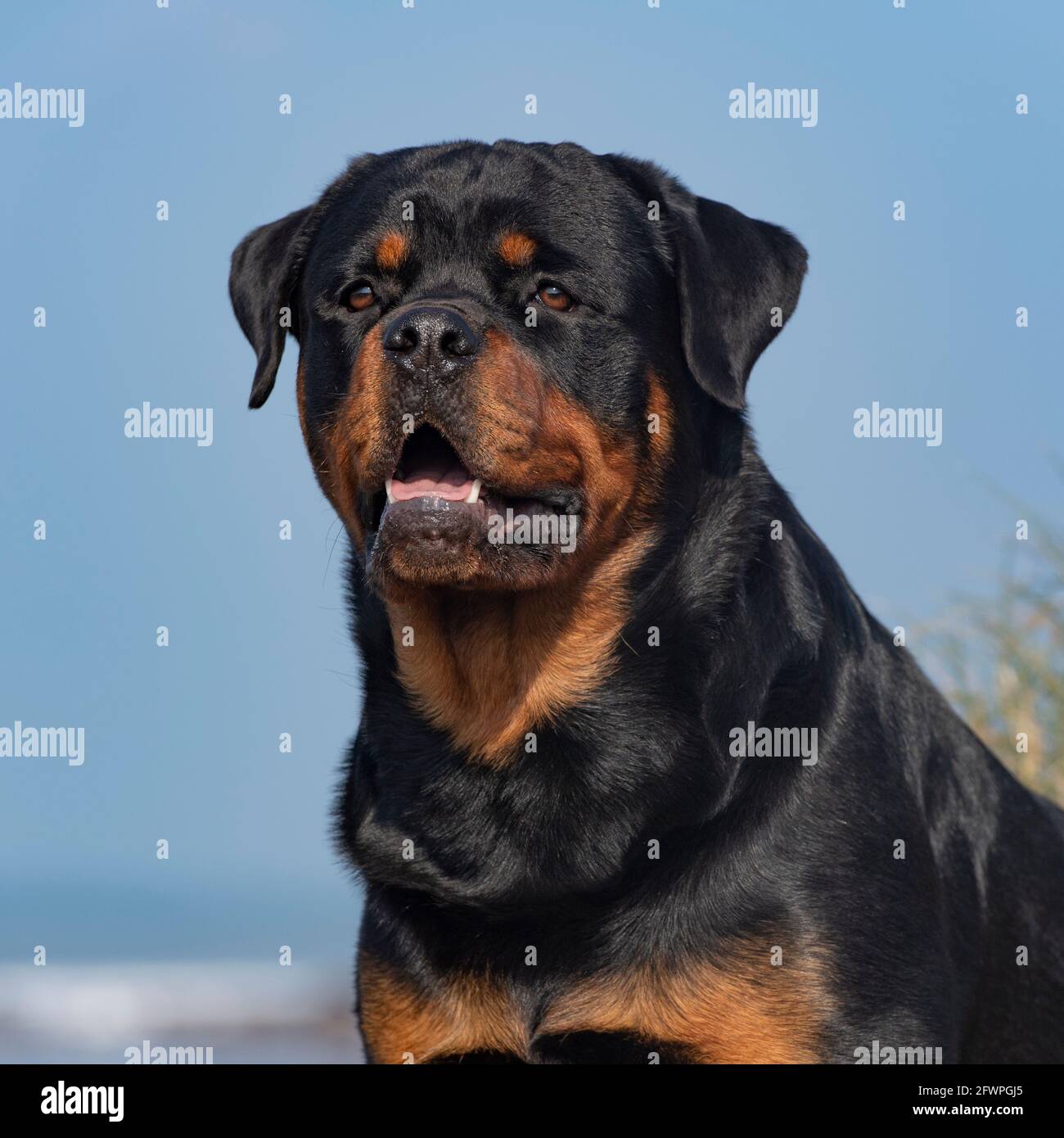 Rottweiler side profile of head hi-res stock photography and images - Alamy