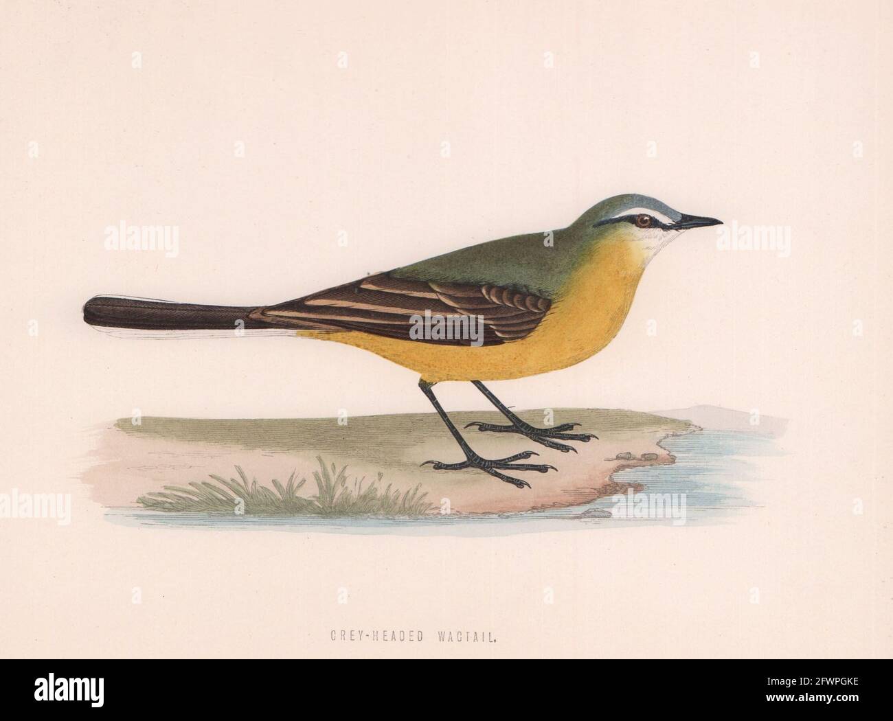 Grey-Headed Wagtail. Morris's British Birds. Antique colour print 1870 Stock Photo