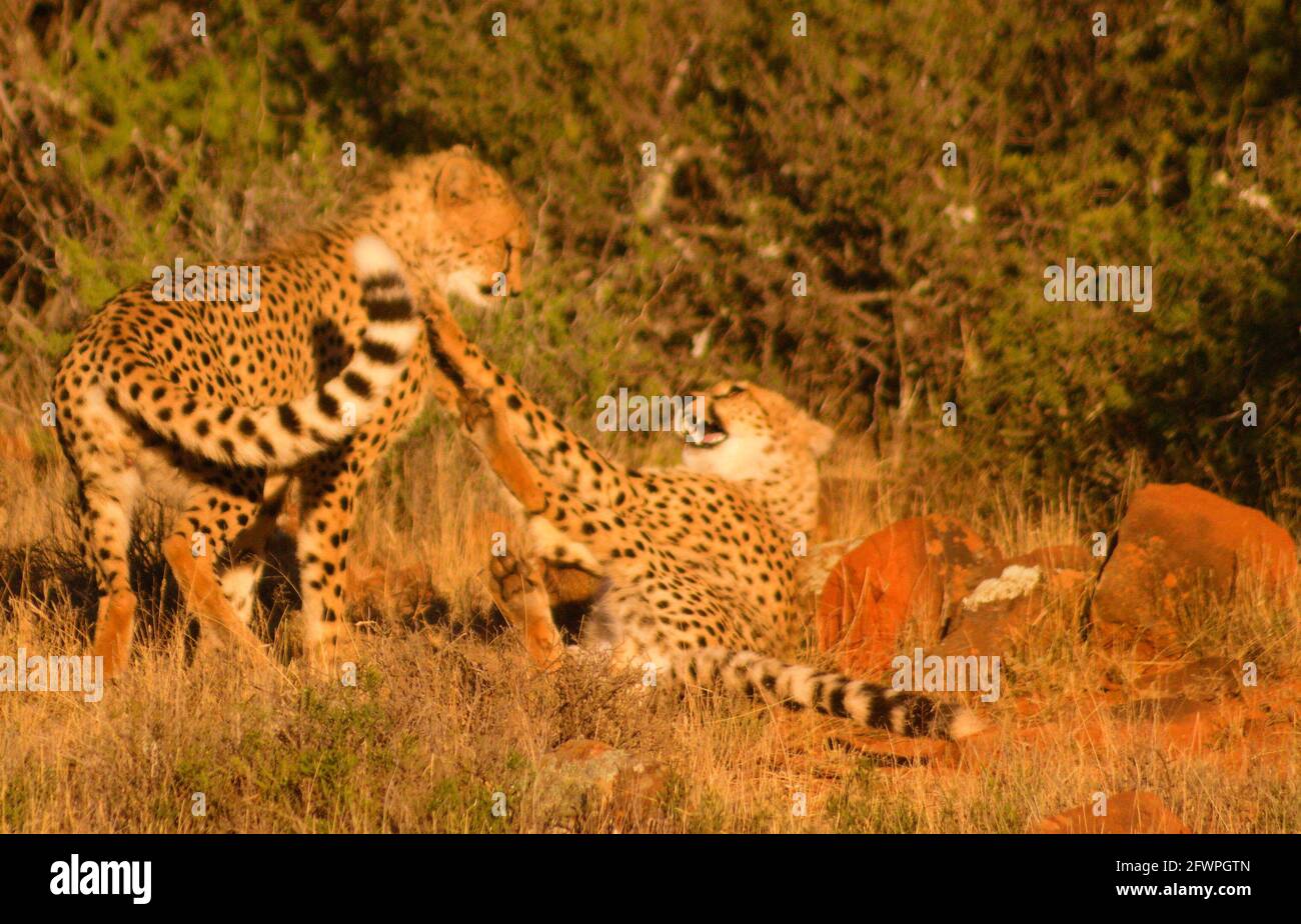 Dominance behavior in cheetah Stock Photo - Alamy