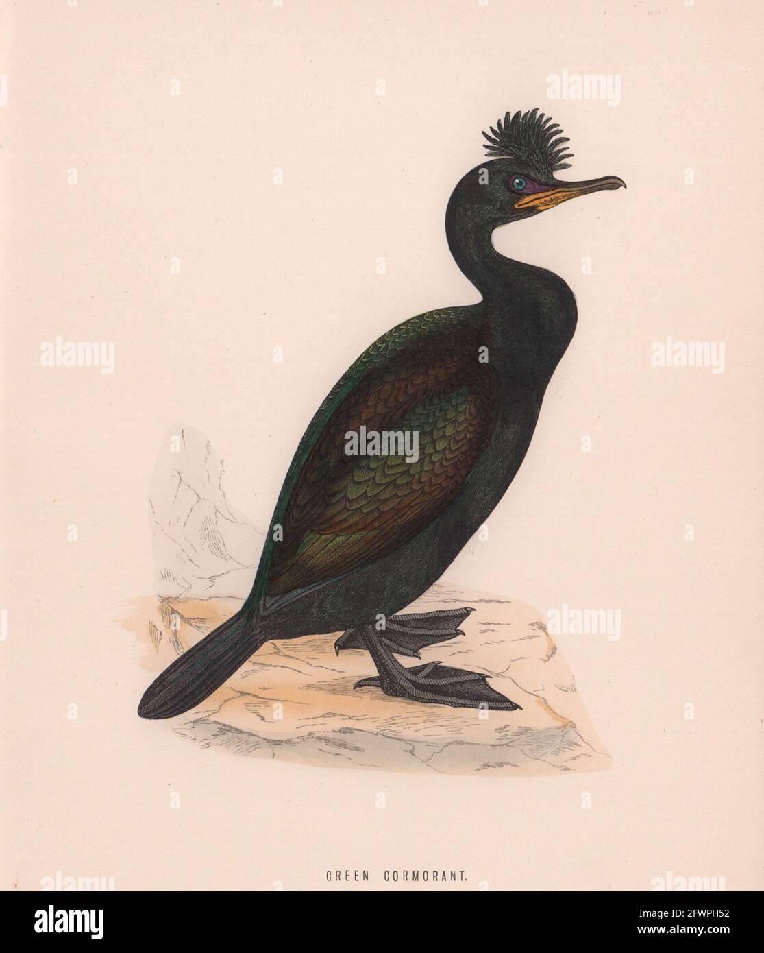 Green Cormorant. Morris's British Birds. Antique colour print 1870 old Stock Photo