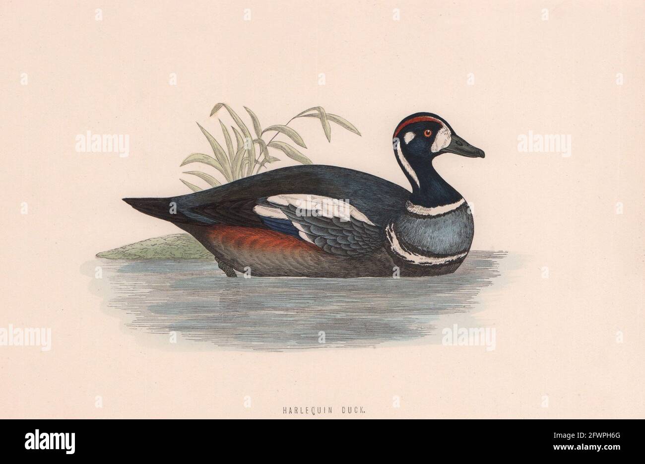 Harlequin Duck. Morris's British Birds. Antique colour print 1870 old Stock Photo