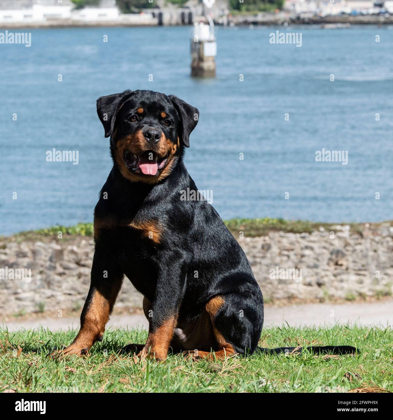 are rottweilers good dogs to run with