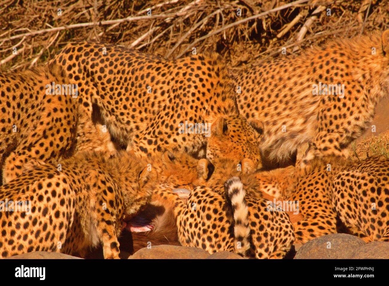 Cheetah spots whilst frenzy feeding Stock Photo