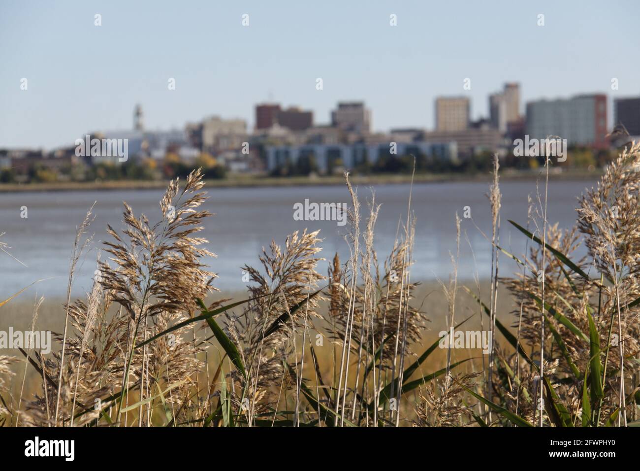 reeds on the shore in the foreground and a bokeh view of the buildings on the other side of the water in the bay Stock Photo