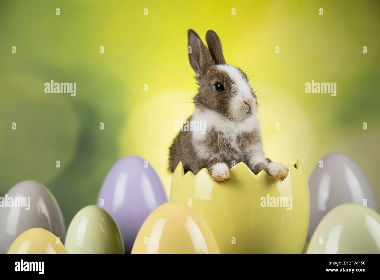 Egg Little bunny happy easter background Stock Photo Alamy