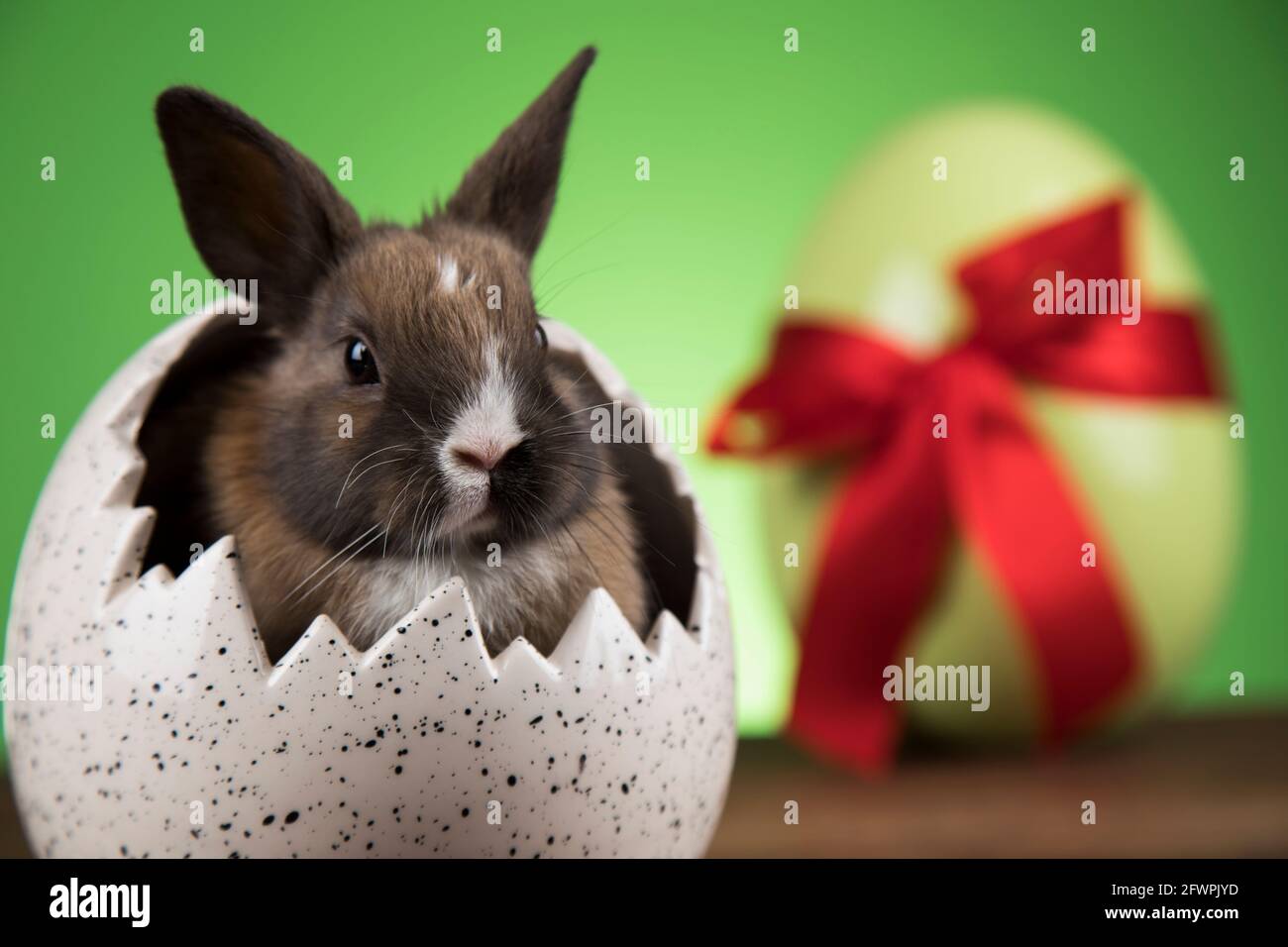 Egg Little bunny happy easter background Stock Photo Alamy