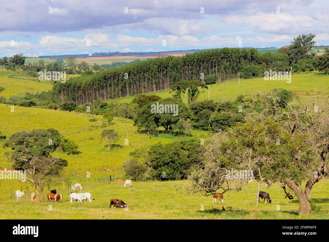 Ranch brazil hi-res stock photography and images - Alamy