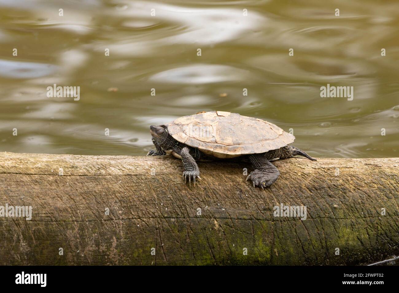 Wild non native, Terrapin or Turtle, UK Stock Photo