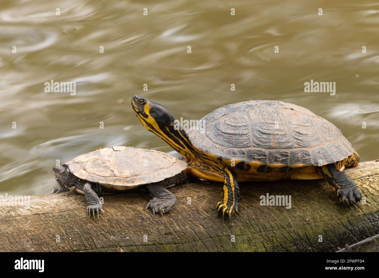 Wild Terrapins UK Stock Photo Alamy