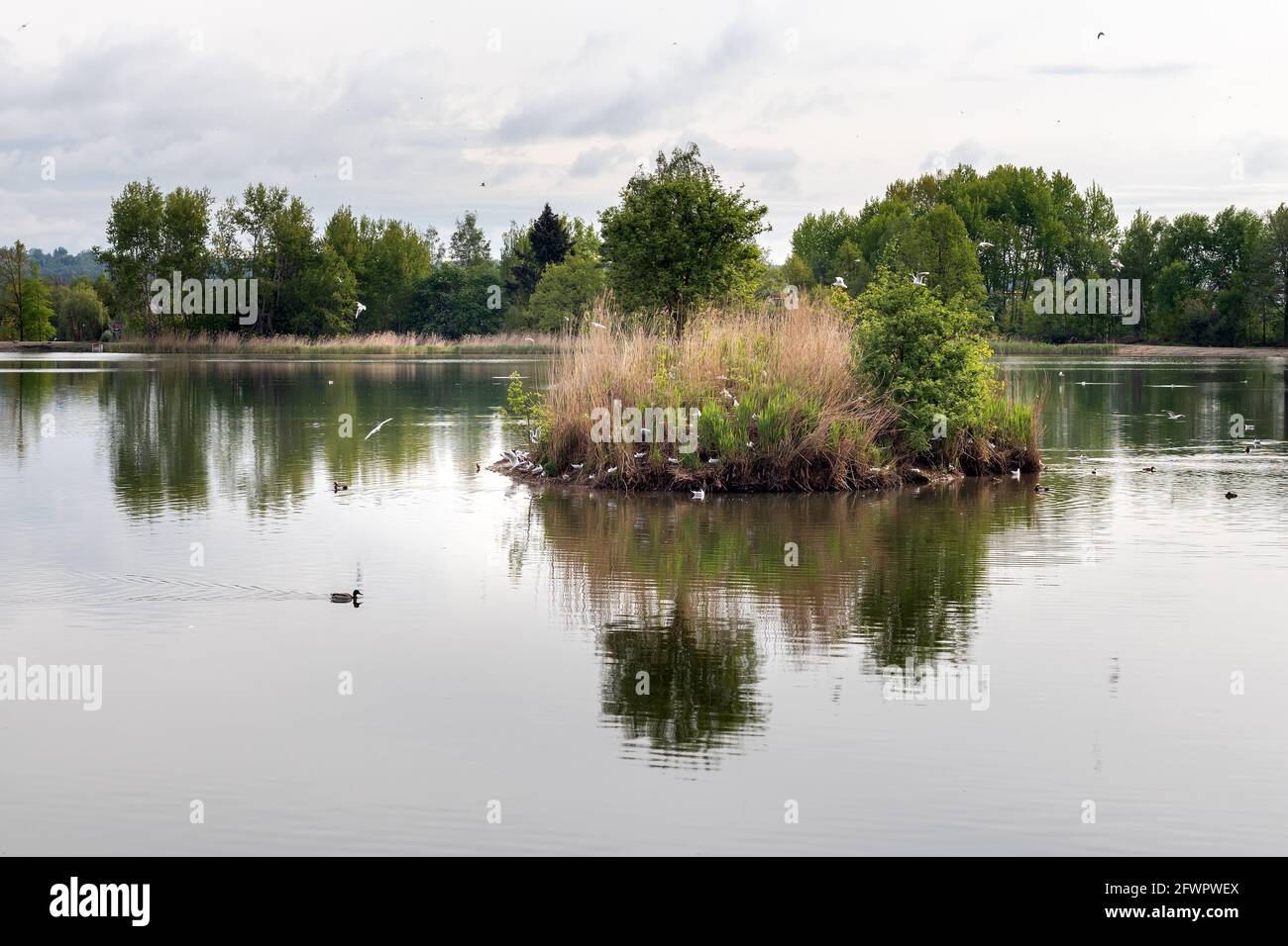 small island with waterfowl in the pond, Vrbenske rybniky Nature reserve, Ceske Budejovice, Czech republic Stock Photo