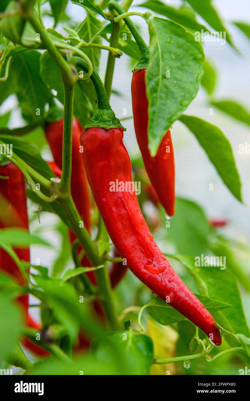 Red hot chili peppers growing in a garden Stock Photo - Alamy