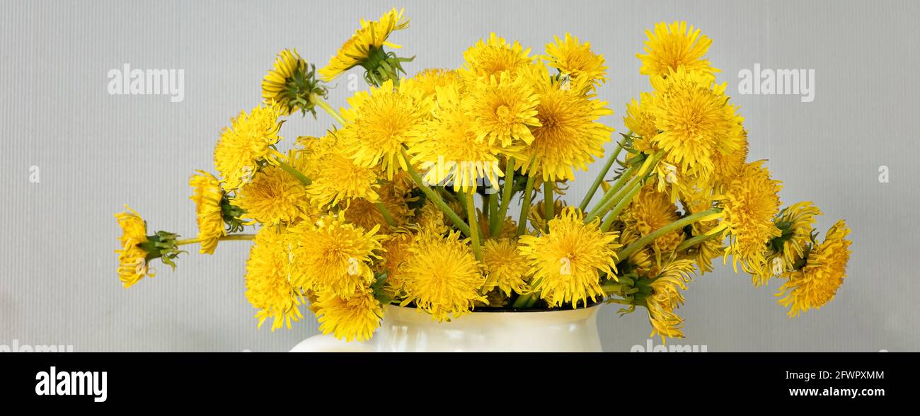 banner with bright, beautiful, yellow dandelions in white mug. spring or summer yellow flowers on grey textured background. Ultimate Grey. Illuminatin Stock Photo