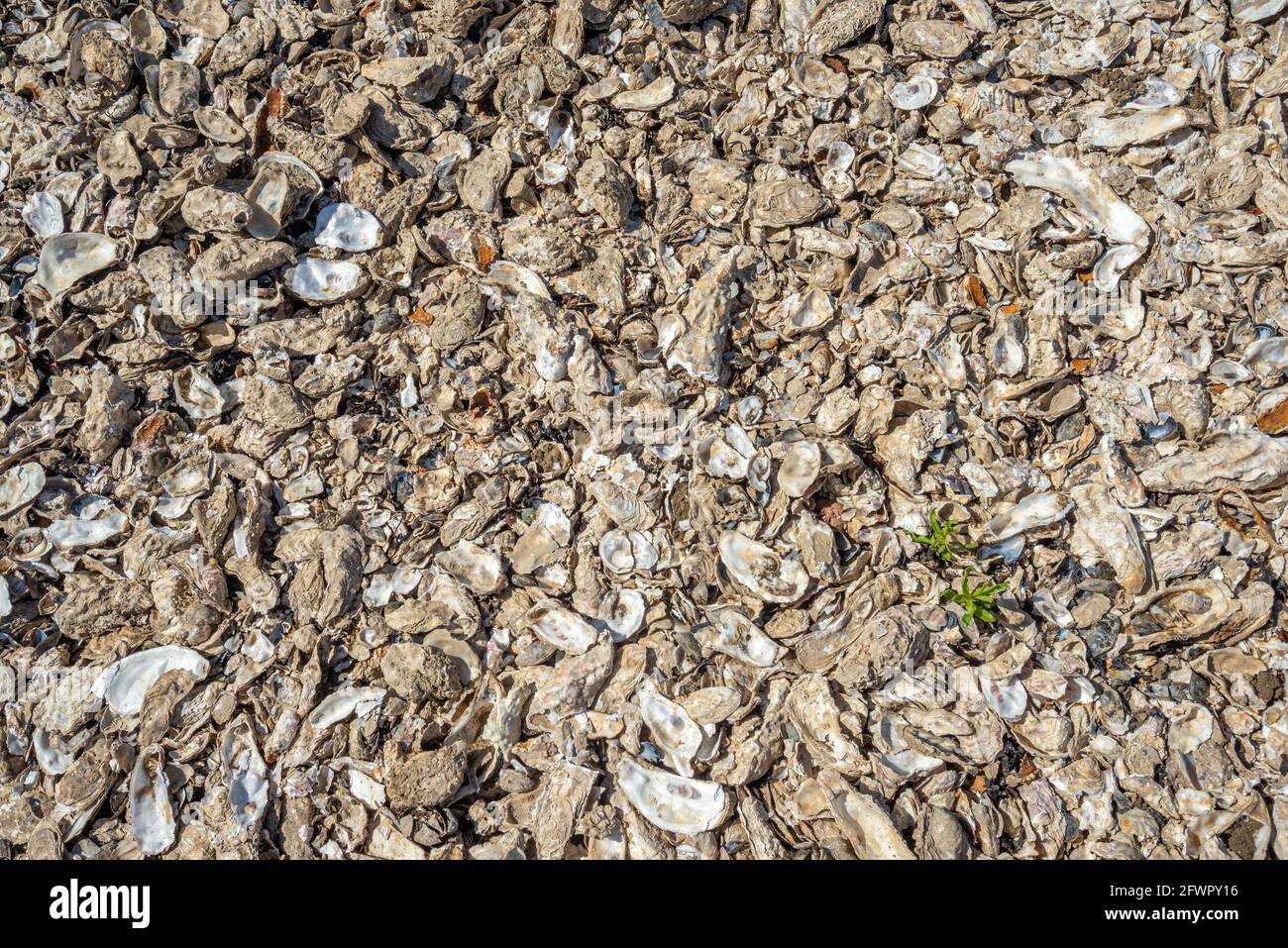 La Rochelle, Charente Maritime, France empty oyster shells from oyster farming on west Atlantic coast Stock Photo