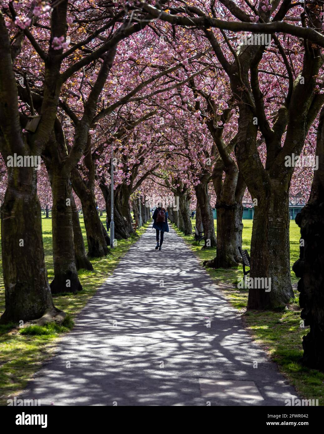 Cherry blossom trees in full bloom in Edinburgh Stock Photo Alamy