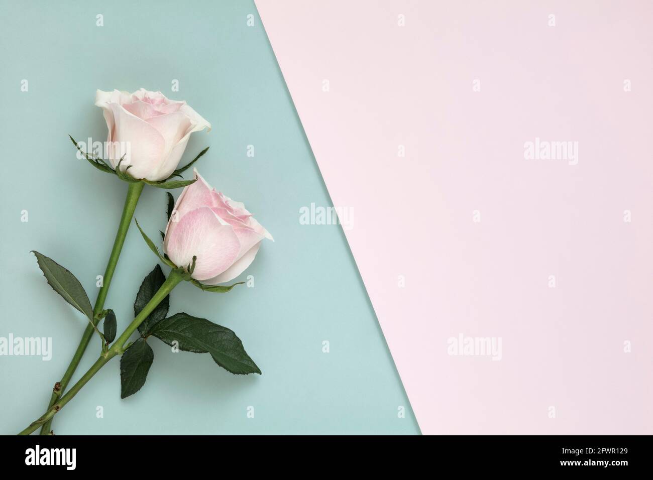 Roses on light cyan and pink plain background Stock Photo
