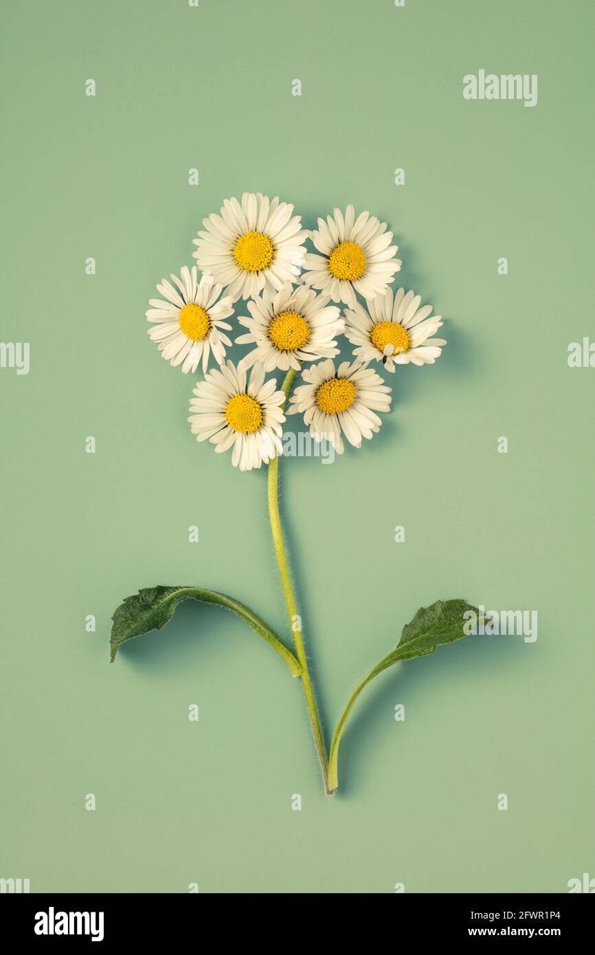 Daisies arranged in the shape of a flower Stock Photo