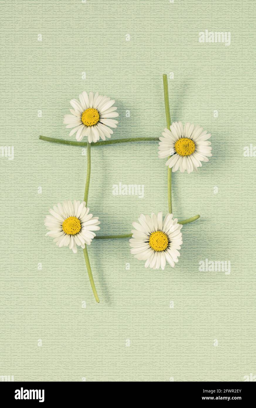Four common Daisies joined together Stock Photo
