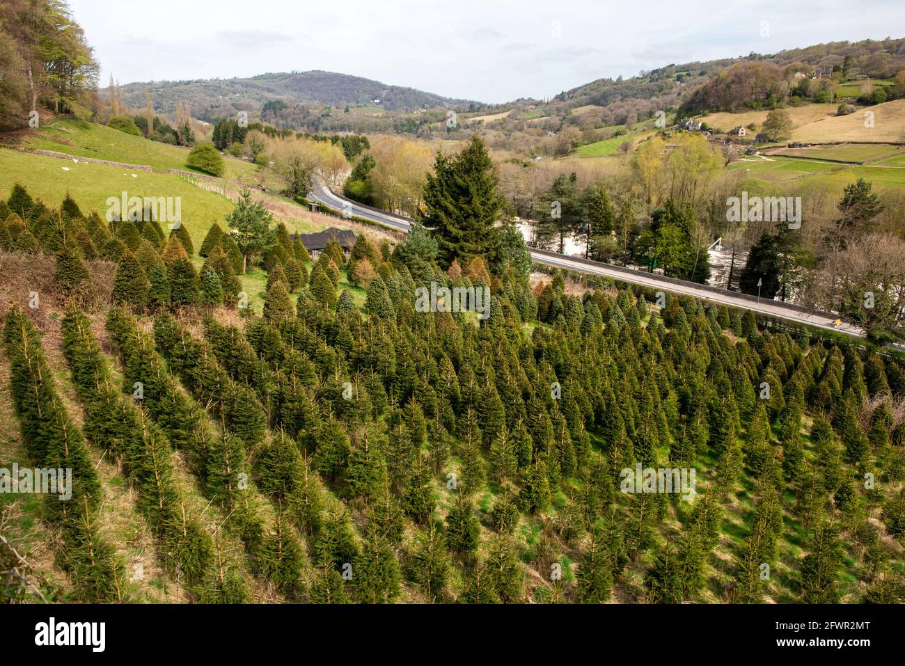 Christmas pine trees growing in springtime, Cromford, Derbyshire, England, UK Stock Photo
