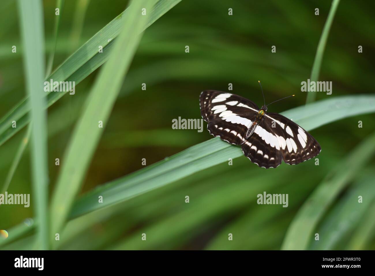 The common sailor (Neptis hylas) perched on green grass. Stock Photo