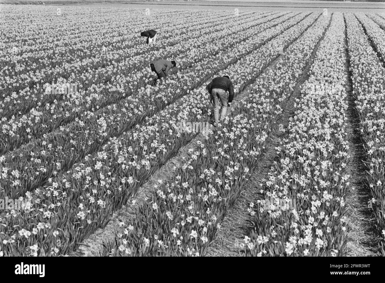 Daffodil fields near Hillegom, March 6, 1989, flowers, bulb region, fields, The Netherlands, 20th century press agency photo, news to remember, documentary, historic photography 1945-1990, visual stories, human history of the Twentieth Century, capturing moments in time Stock Photo