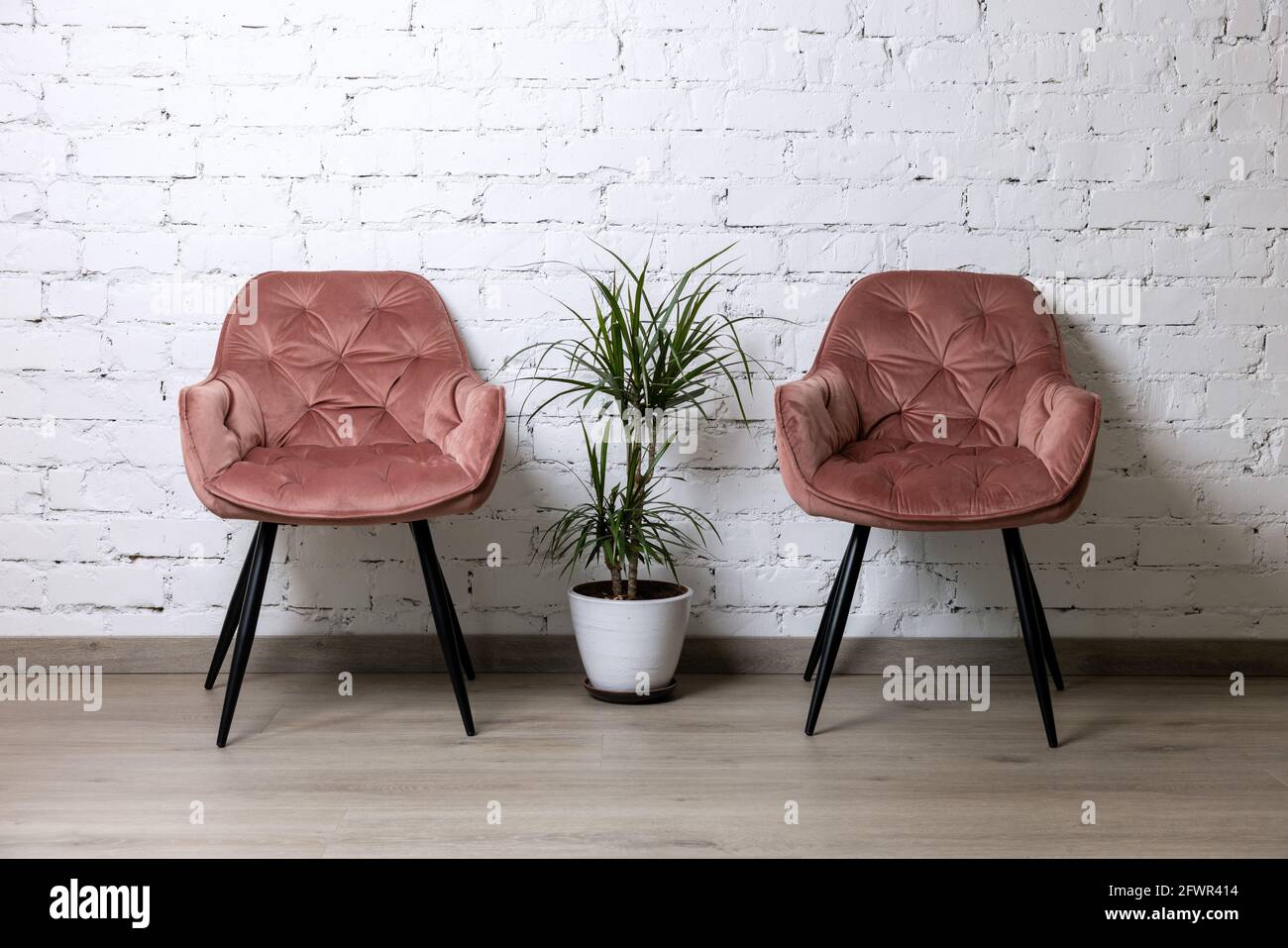 two upholstered pink chairs and palm plant by white brick wall. minimalism interior Stock Photo