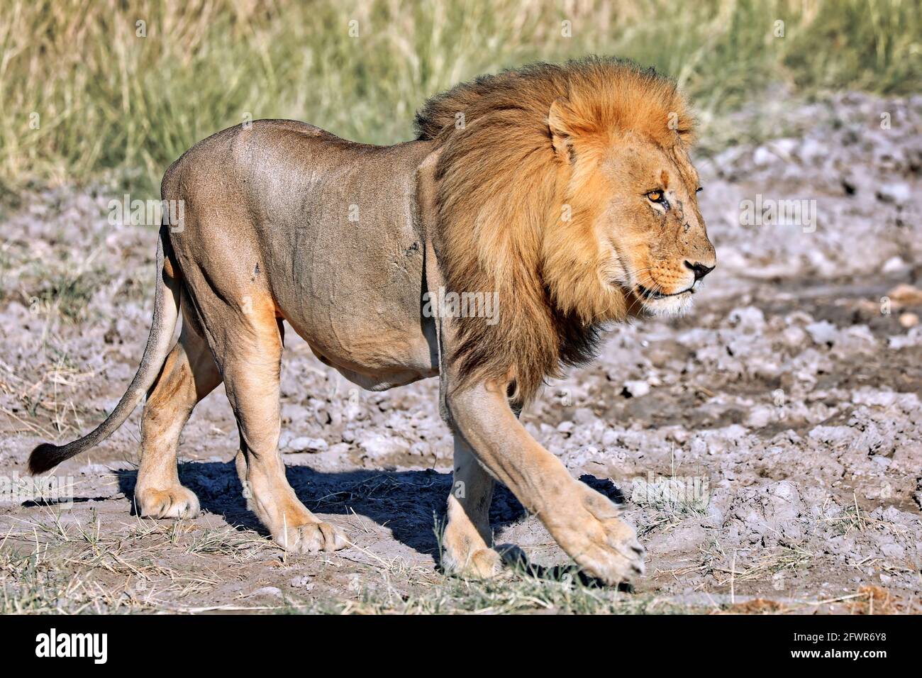 lion in the morning light, Etosha National Park, Namibia Stock Photo
