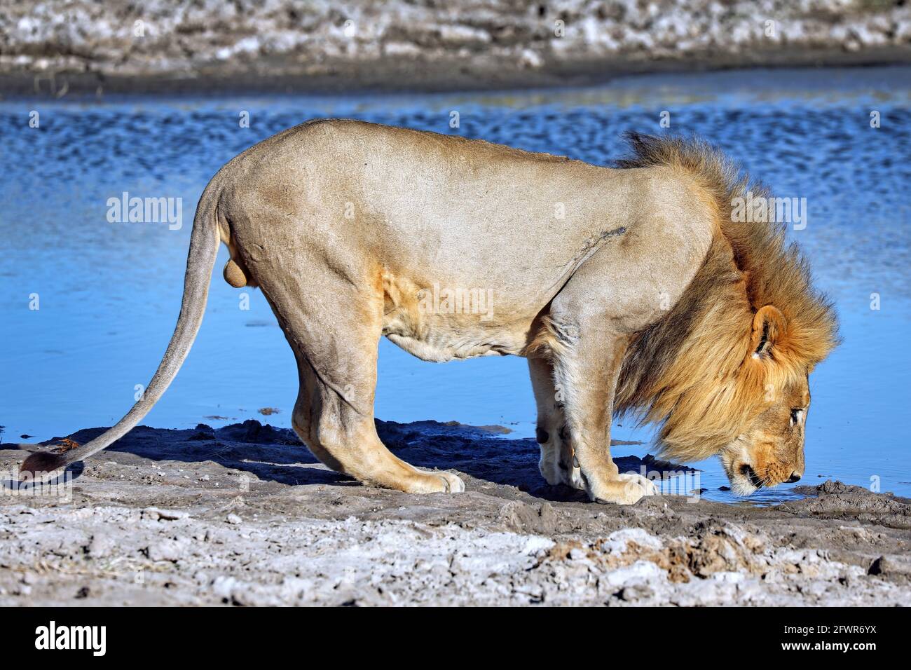 Drinking lion in the morning light, Etosha National Park, Namibia Stock Photo