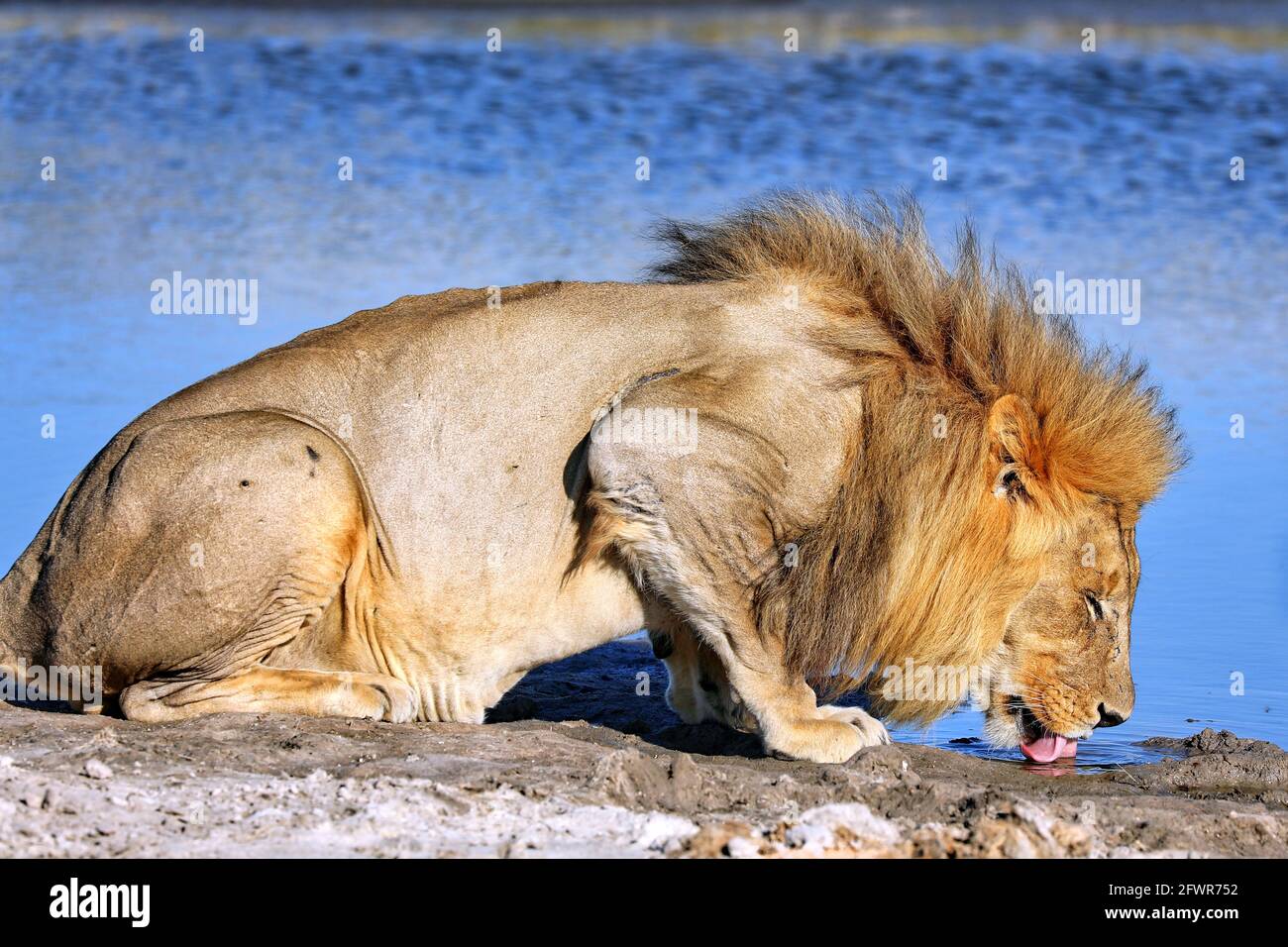 Drinking lion in the morning light, Etosha National Park, Namibia Stock Photo