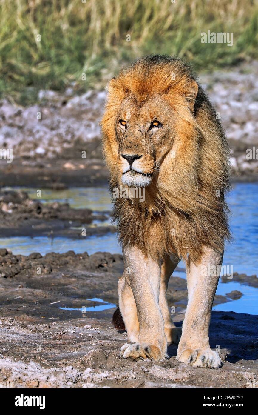 lion in the morning light, Etosha National Park, Namibia Stock Photo