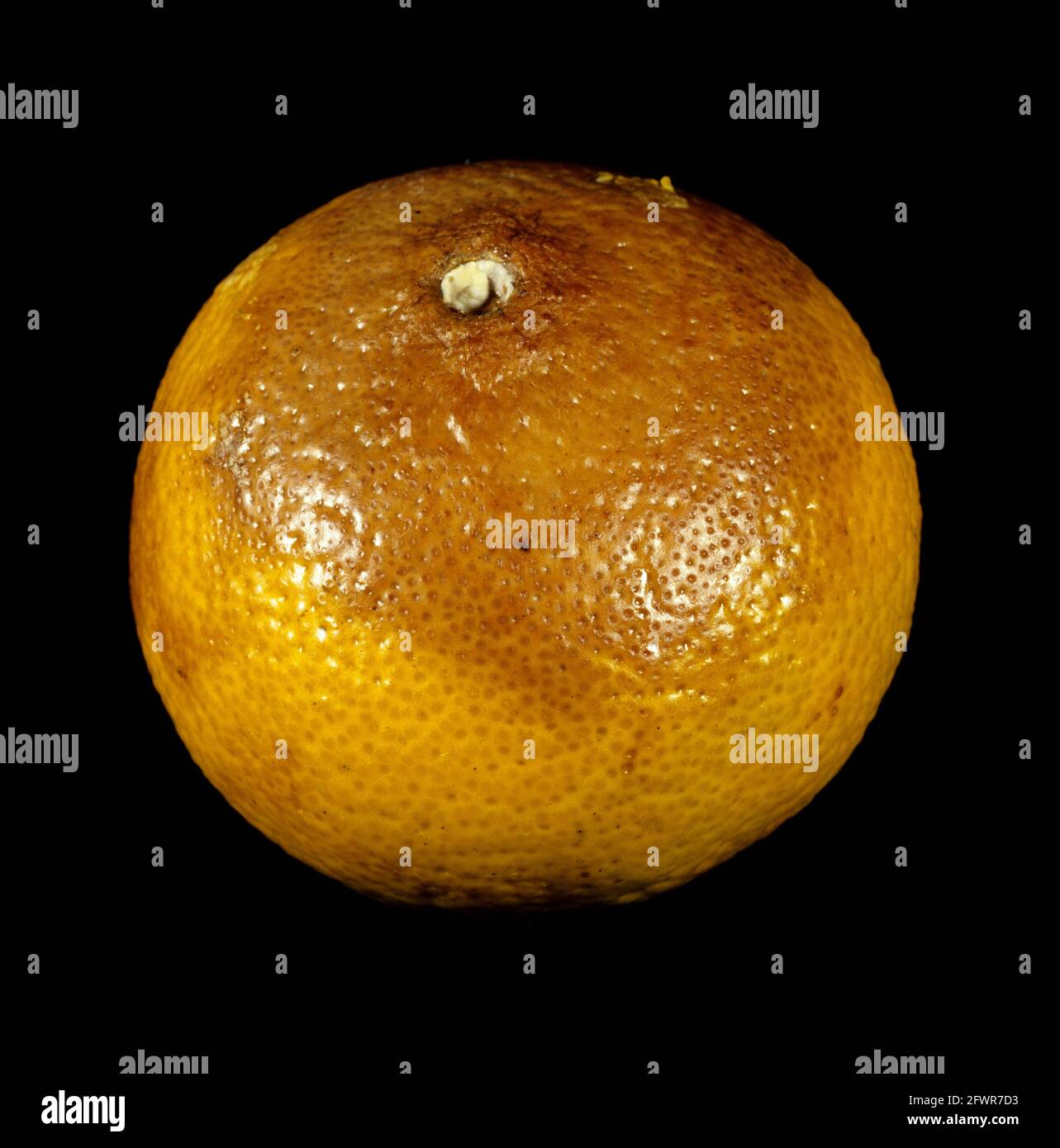 Diplodia stem end rot (Lasiodiplodidia theobromae) storage rot symptoms on stored orange fruit Stock Photo