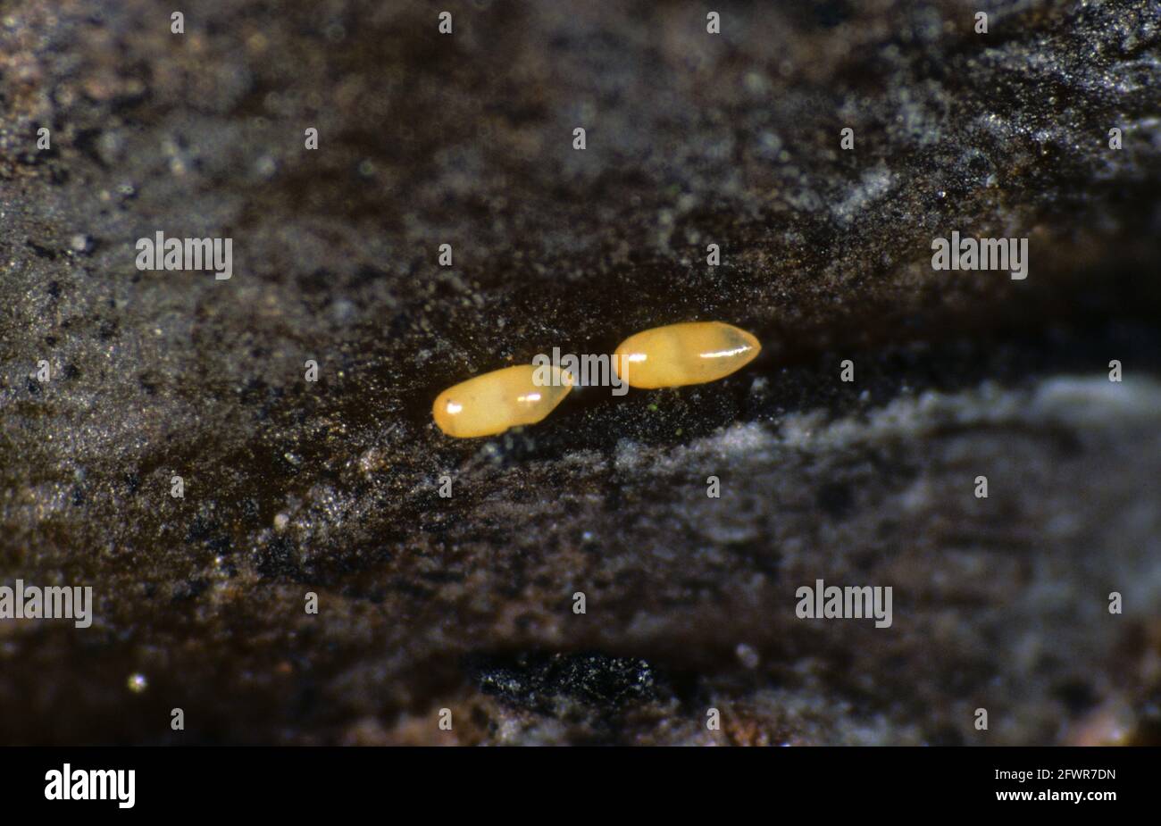 Photomicrograph of overwintering pear sucker (Cacopsylla pyricola) eggs laid on a pear twig Stock Photo