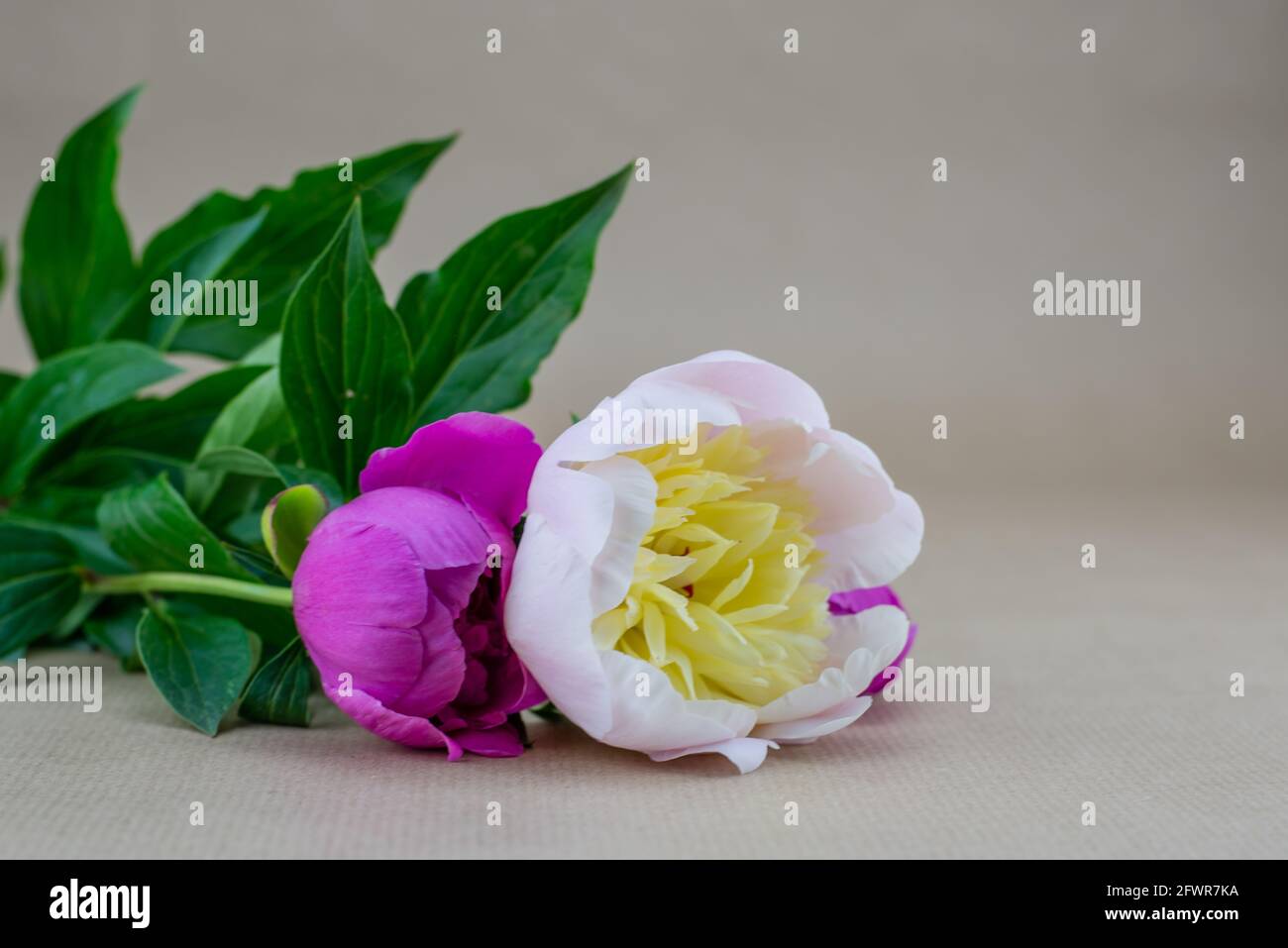 white and pink peonies Stock Photo