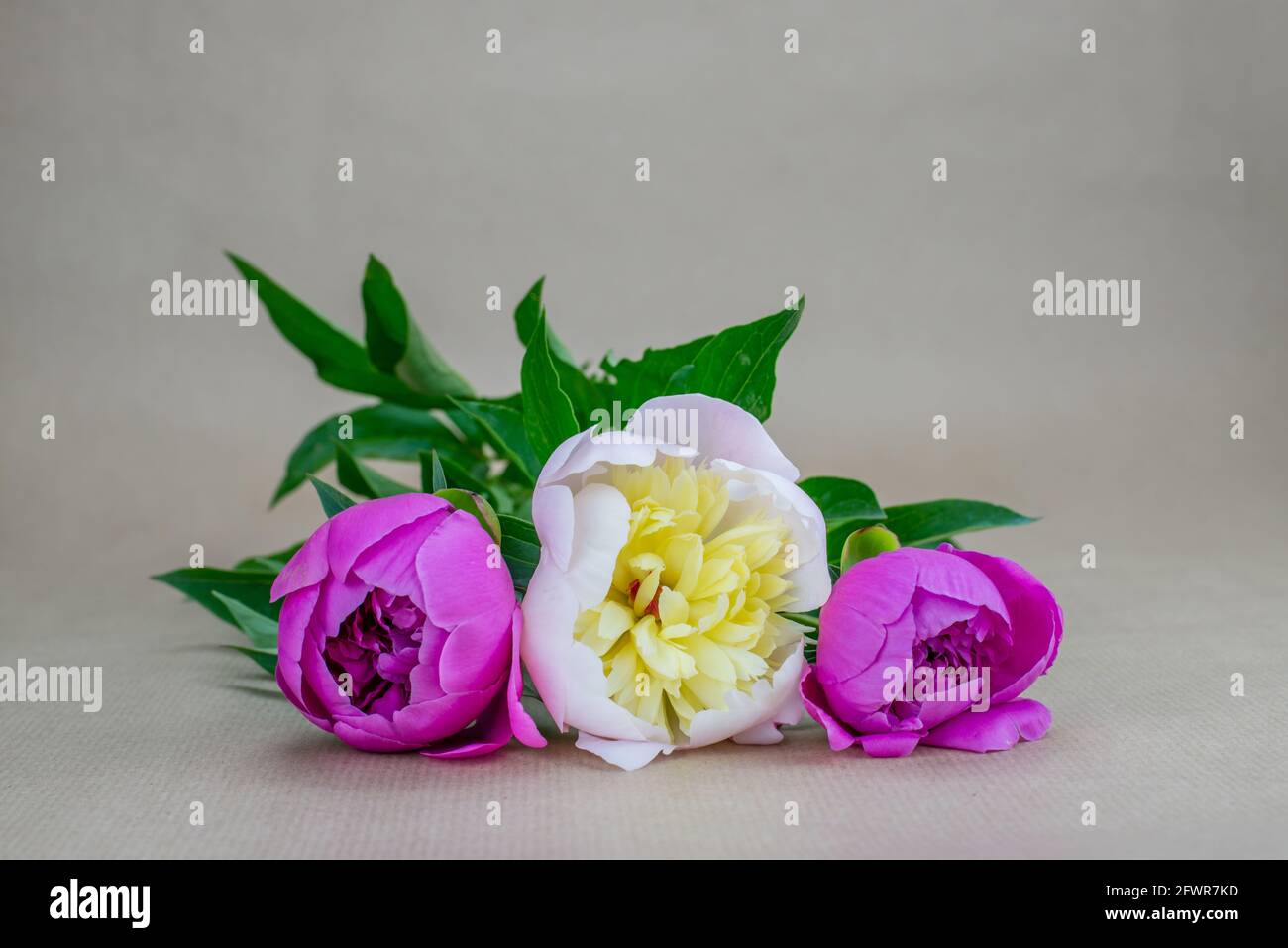 two pink peonies and one white (Paeonia Officinalis) Stock Photo
