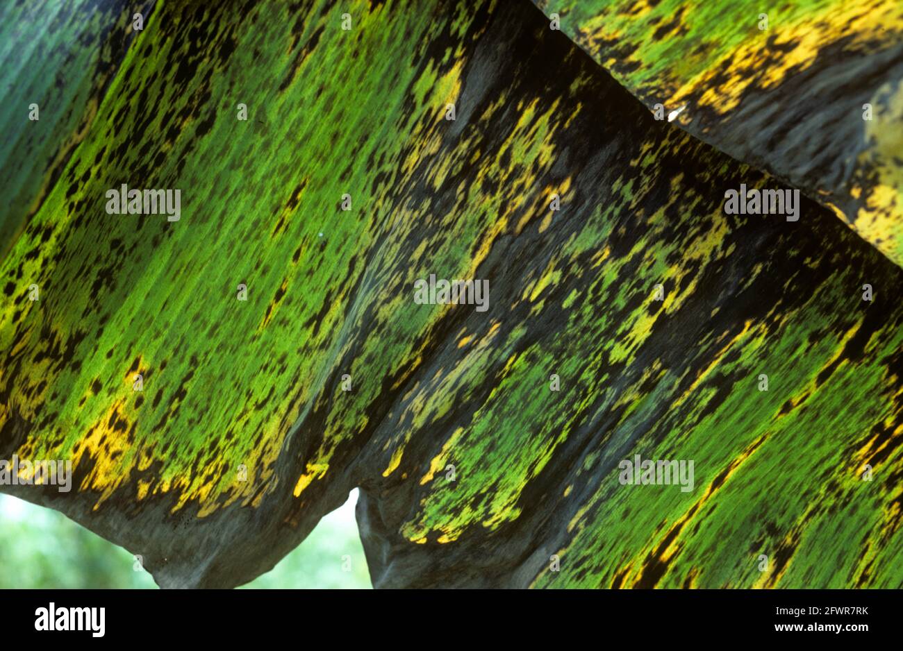 Dark, black lesions of black sigatoka disease (Mycosphaerella fijiensis) on the leaves of a banana, Colombia, April Stock Photo
