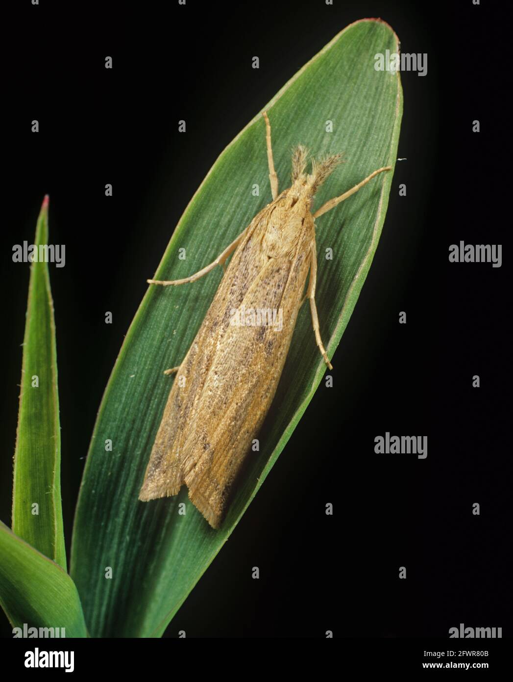 Spotted stalk borer (Chilo partellus) adult moth on maize or corn leaf, South Africa, February Stock Photo