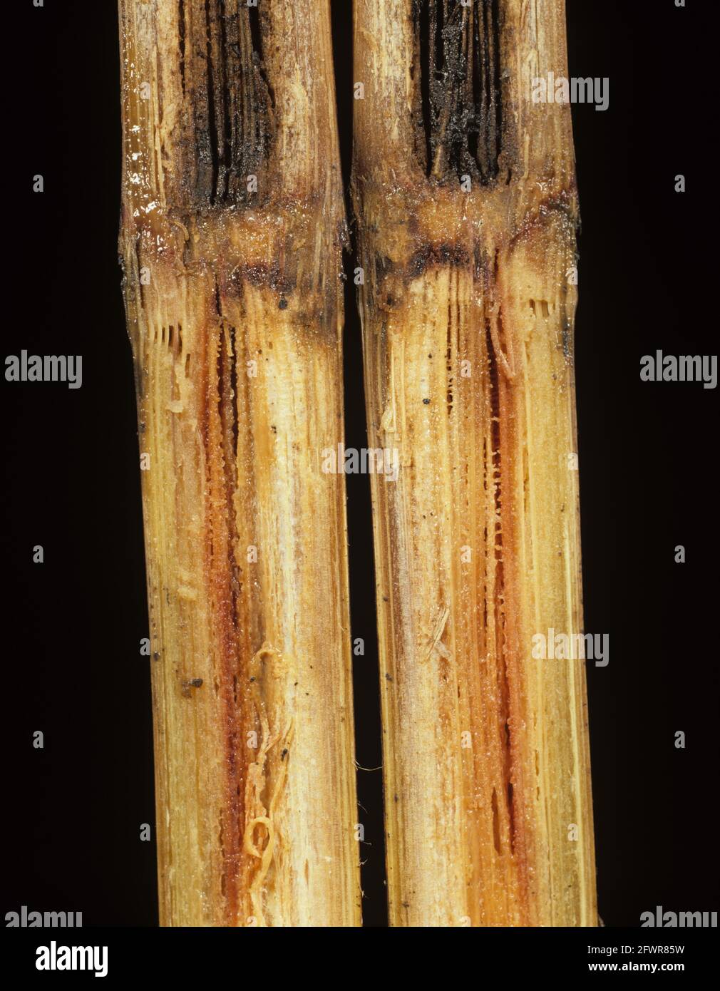 Pineapple disease or black rot (Ceratocystis paradoxa) symptoms in a longitudinal section of sugarcane stem Stock Photo