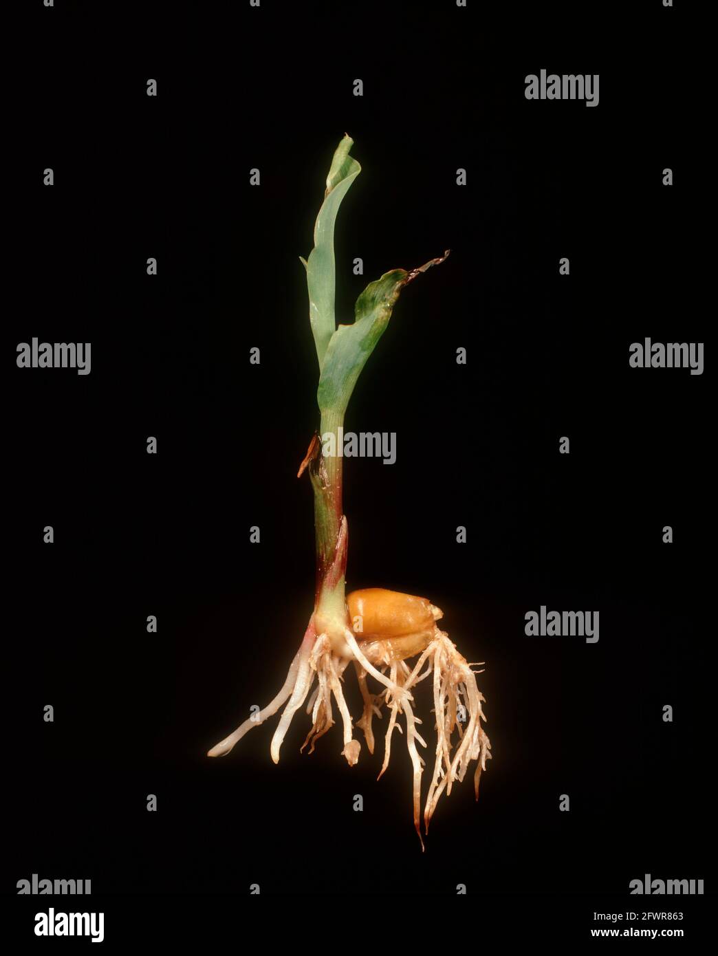 Damping off (Pythium ultimum) damage to maize, corn or sweetcorn seedling Stock Photo
