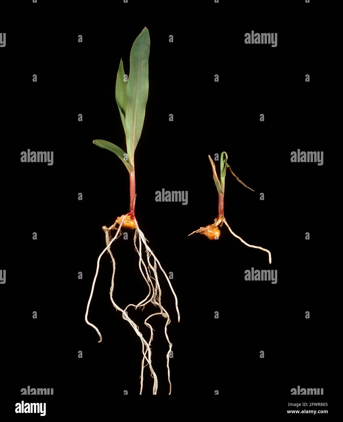 Damping off (Pythium ultimum) damage to maize, corn  or sweetcorn  seedling compared to healthy plant Stock Photo