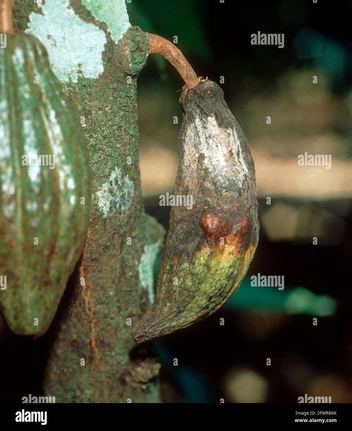 Pod rot (Moniliophthora roreri) mycelium and blackening to a cocoa / cacao pod on the bush, Colombia Stock Photo