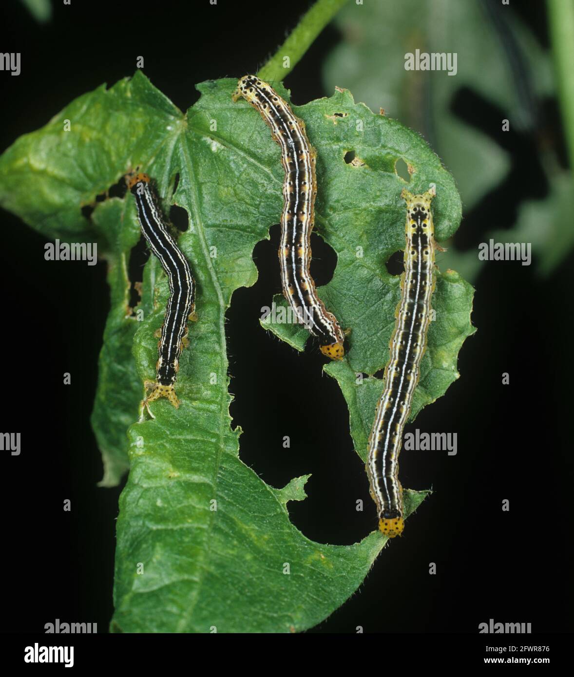 Cotton leafworm (Alabama argillacea) caterpillar pests on a damaged cotton leaf Stock Photo