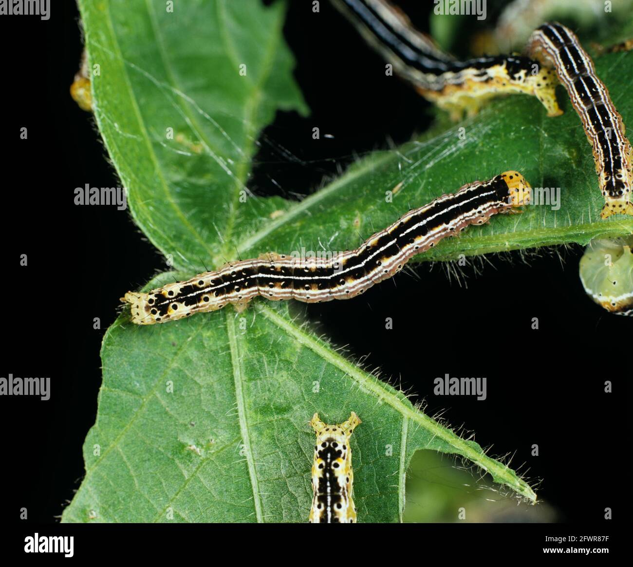 Cotton leafworm (Alabama argillacea) caterpillars on a damaged cotton leaf Stock Photo