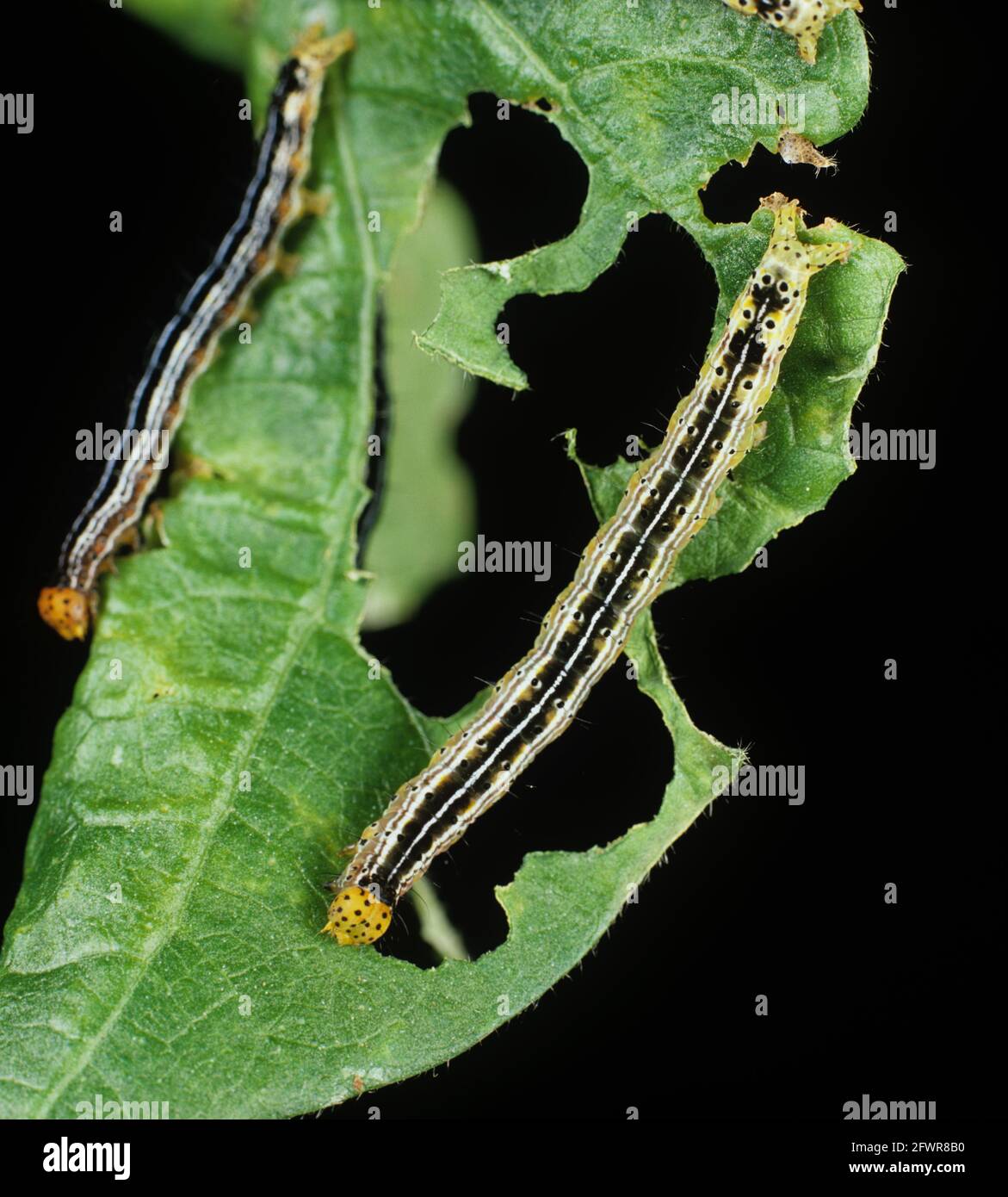 Cotton leafworm (Alabama argillacea) caterpillars on a damaged cotton leaf Stock Photo
