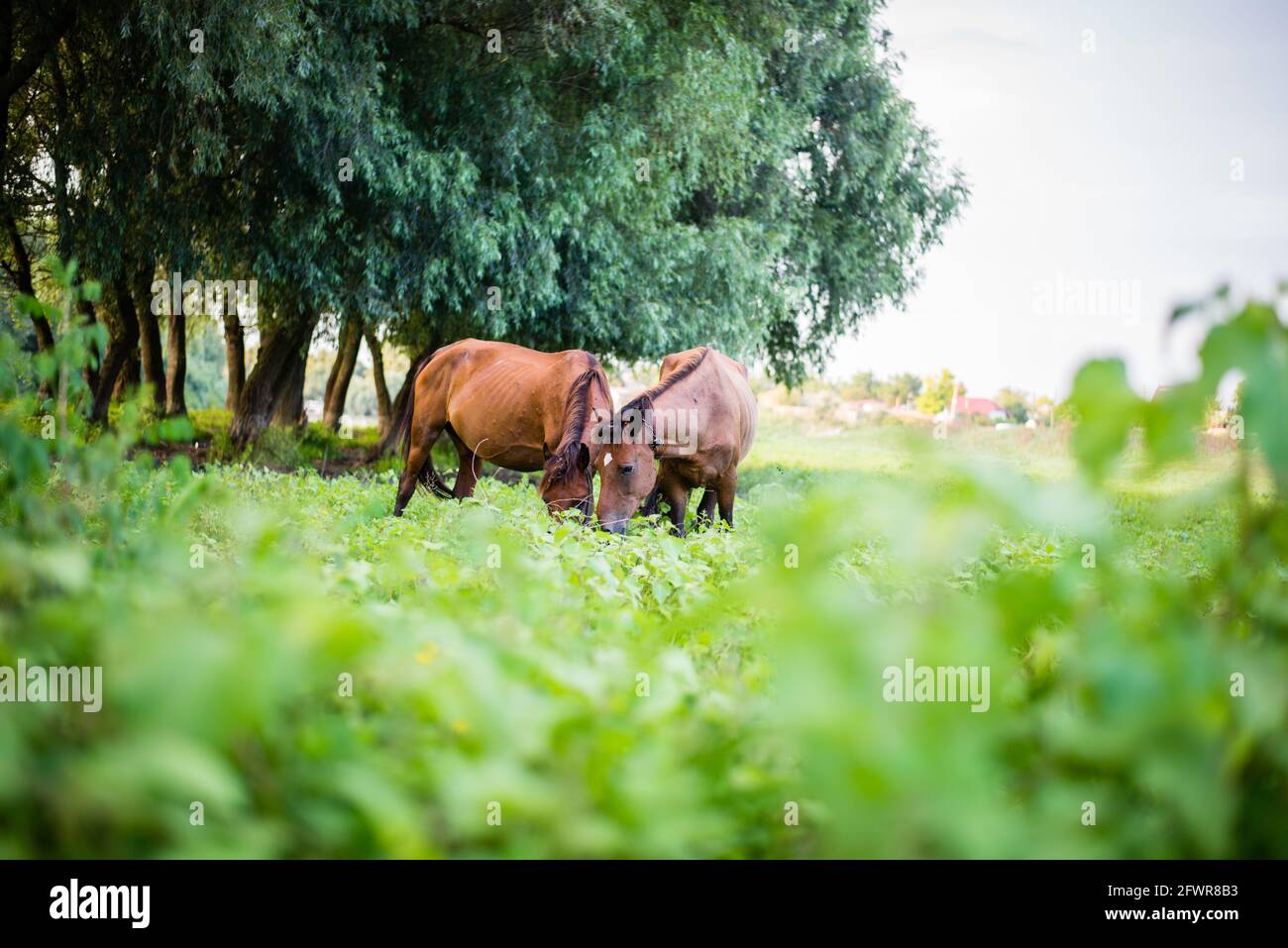 Two horses graze on the green field Stock Photo
