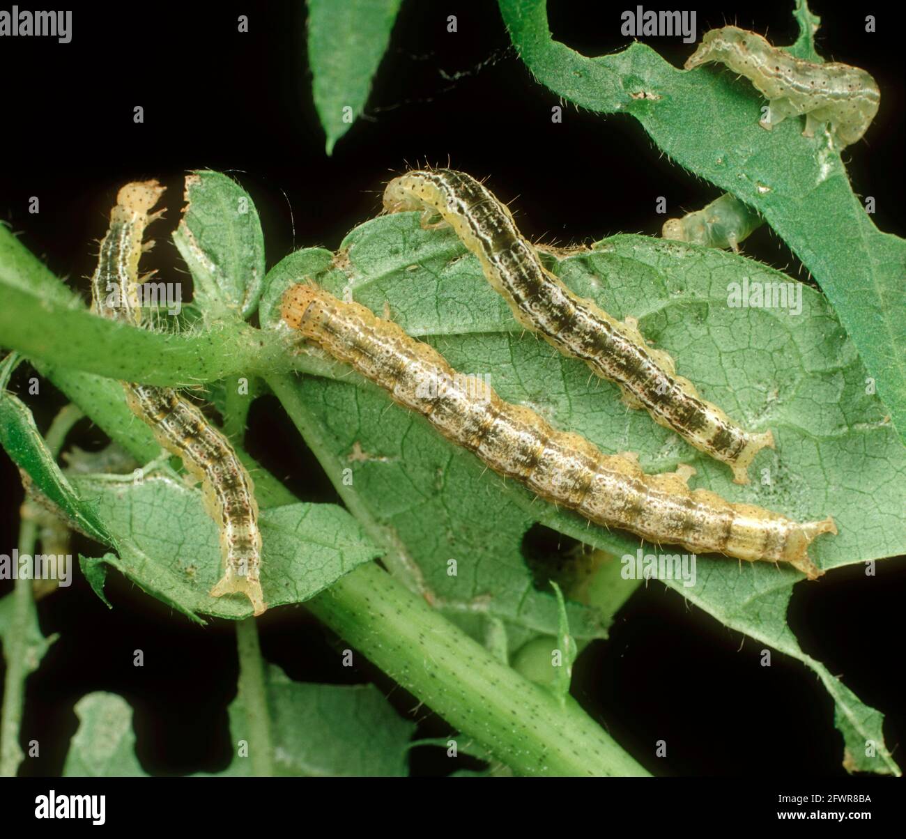 Cotton semi-looper (Anomis texana) caterpillar on damaged cotton leaf Stock Photo