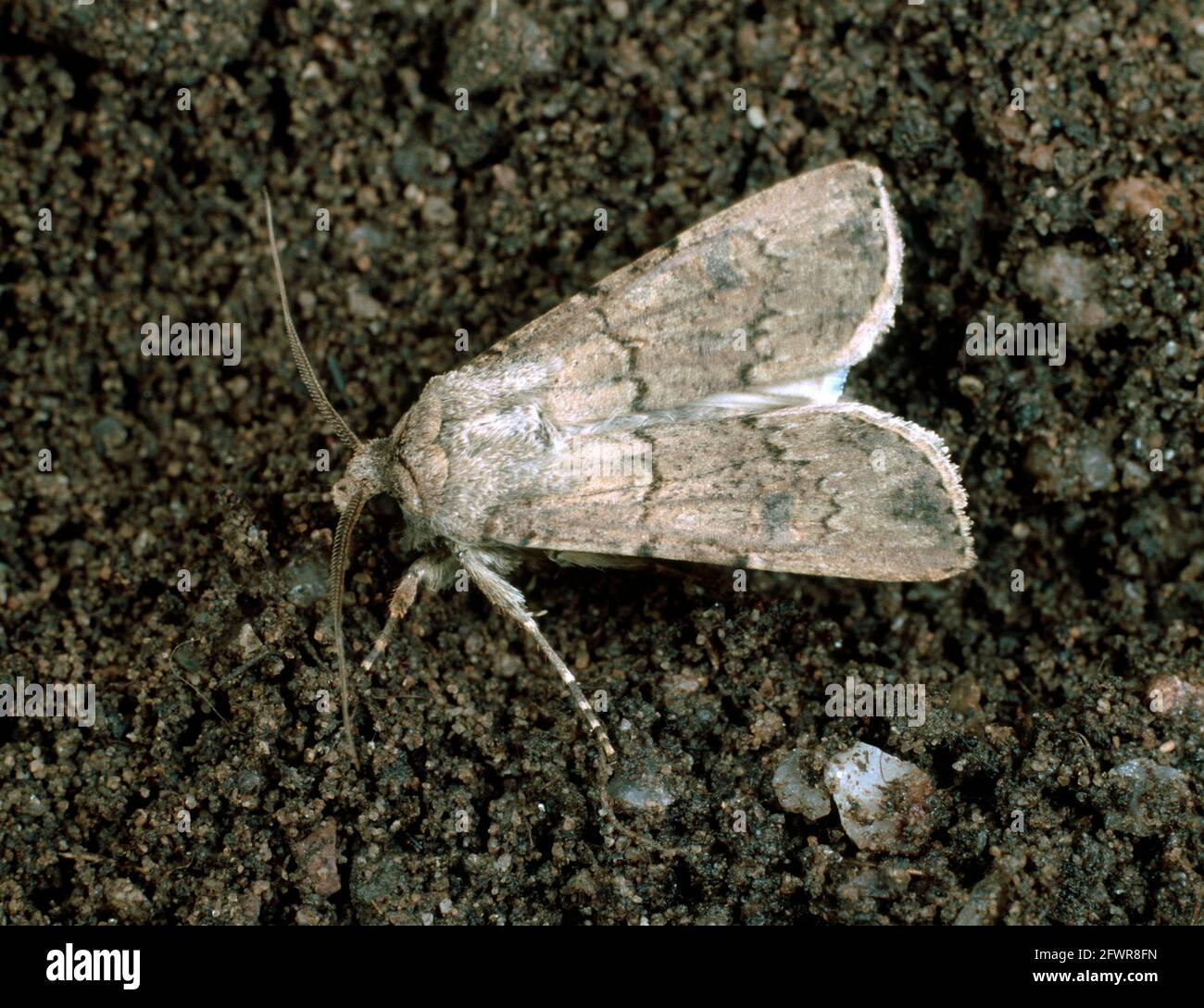 Turnip cutworm (Agrotis segetum) moth pale grey version of polyphagous soil pest Stock Photo
