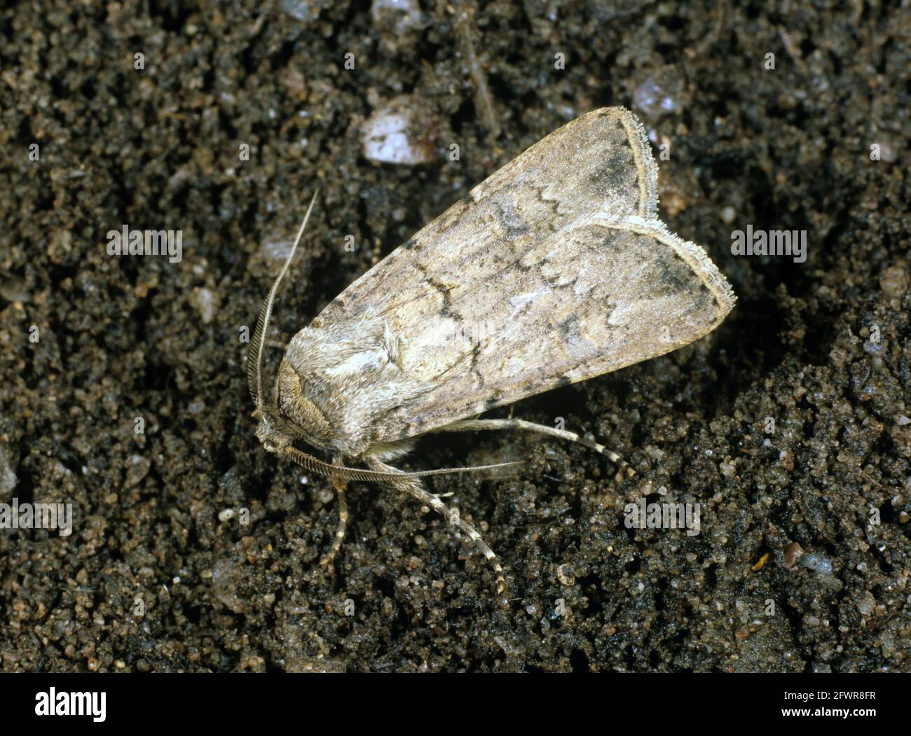 Turnip cutworm (Agrotis segetum) moth pale grey version of polyphagous soil pest Stock Photo