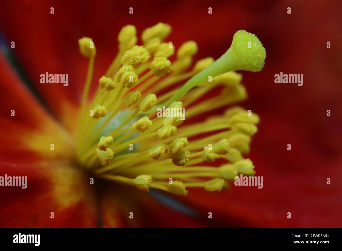 Close up of a helianthemum rock rose flower showing yellow stamen and anthers Stock Photo